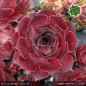 Preview: Sempervivum 'Jabba the Hutt'
