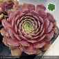 Preview: Sempervivum 'Jentina'