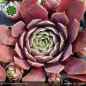 Preview: Sempervivum 'Jentina'