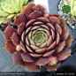 Preview: Sempervivum 'Jentina'