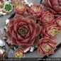 Preview: Sempervivum 'Kevin der Würfel'