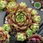Preview: Sempervivum 'Kevin der Würfel'