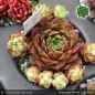 Preview: Sempervivum 'Kevin der Würfel'