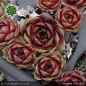 Preview: Sempervivum 'Klondike'