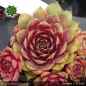 Preview: Sempervivum 'Klondike'