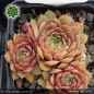 Preview: Sempervivum 'Klondike'