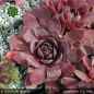 Preview: Sempervivum 'Korspel Noir'