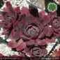 Preview: Sempervivum 'Korspel Noir'