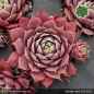 Preview: Sempervivum 'Korspel Noir'