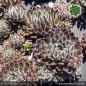 Preview: Sempervivum 'Kuschelmaus'