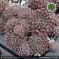 Preview: Sempervivum 'Kuschelmaus'