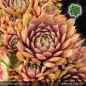 Preview: Sempervivum 'Lighthouse'