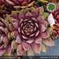Preview: Sempervivum 'Lighthouse'