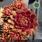 Preview: Sempervivum 'Lighthouse'