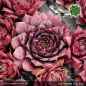 Preview: Sempervivum 'Lila Mandala'
