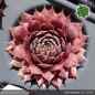Preview: Sempervivum 'Lila Mandala'