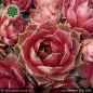 Preview: Sempervivum 'Lou Bastidou'