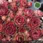 Preview: Sempervivum 'Lou Bastidou'