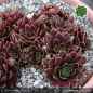 Preview: Sempervivum 'Maytime'