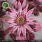 Preview: Sempervivum 'Maytime'