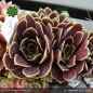 Preview: Sempervivum 'Maytime'