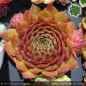 Preview: Sempervivum 'Meisse' Typ AS