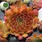 Preview: Sempervivum 'Meisse' Typ AS