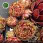 Preview: Sempervivum 'Meisse' Typ AS