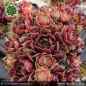 Preview: Sempervivum 'Meisse' Typ AS