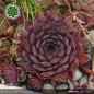 Preview: Sempervivum 'Mephisto'