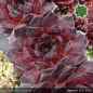 Preview: Sempervivum 'Mephisto'