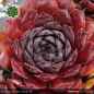 Preview: Sempervivum 'Mephisto'
