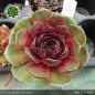 Preview: Sempervivum 'Milo'