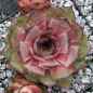 Preview: Sempervivum 'Miss Piggy'