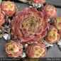 Preview: Sempervivum 'Mops'