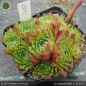 Preview: Sempervivum x nixonii 'Blits'