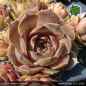 Preview: Sempervivum 'Noble Prince'