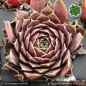 Preview: Sempervivum heuffelii 'Ophiuchus'