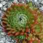 Preview: Orostachys spinosa ex BONGELIA