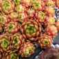 Preview: aufgenommen am 14.5.2014