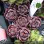 Preview: Sempervivum 'Paradiso'