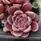 Preview: Sempervivum 'Paradiso'