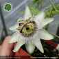 Preview: Passiflora caerulea 'White Lightening'