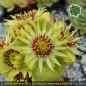 Preview: Sempervivum wulfenii ex RIEGERSBURG PH003