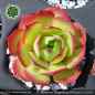 Preview: Sempervivum wulfenii ex RIEGERSBURG PH003