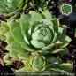 Preview: Sempervivum wulfenii ex GOLDECK PH1202