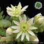 Preview: Sempervivum pumilum 'Album'