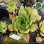 Preview: Sempervivum sp. aff. marmoreum banaticum ex Cozla PH1830