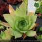 Preview: Sempervivum sp. aff. marmoreum banaticum ex Cozla PH1830