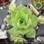Preview: Sempervivum sp. aff. marmoreum banaticum ex Cozla PH1830
